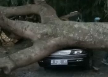 Pohon Besar Di Kawasan Ngamplang Garut Tumbang Timpa Mobil Dan Motor
