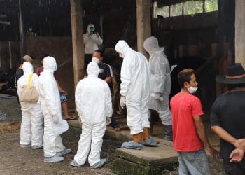 Sebanyak 381 Ekor Sapi di Garut Positif Terinfeksi PMK Yang Tersebar di 9 Kecamatan