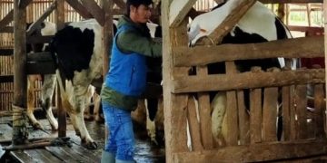 Bupati Garut Sebut Wabah PMK di Daerahnya Sebagai KLB, Pemkab Akan Karantinakan Sapi Yang Masuk ke Garut