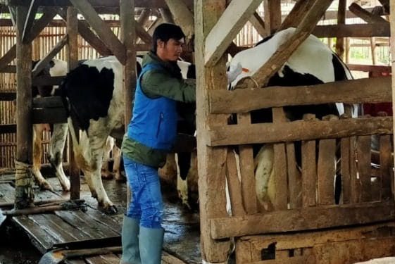 Bupati Garut Sebut Wabah PMK di Daerahnya Sebagai KLB, Pemkab Akan Karantinakan Sapi Yang Masuk ke Garut