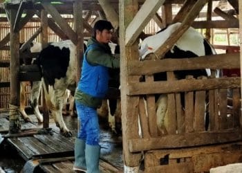 Bupati Garut Sebut Wabah PMK di Daerahnya Sebagai KLB, Pemkab Akan Karantinakan Sapi Yang Masuk ke Garut