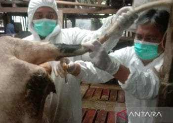 Sebanyak 1.317 Ternak Yang Terdampak PMK di Garut Dinyatakan Sembuh Usai Diobati