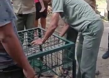 Seekor Kijang Masuk ke Ruang Kelas SDN Maleber, Hebohkan Warga Ciamis