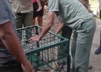 Seekor Kijang Masuk ke Ruang Kelas SDN Maleber, Hebohkan Warga Ciamis