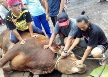 Kurban Di Tengah Wabah PMK, Menteri Pertanian Ungkap Bagian Yang Tidak Boleh Di Makan