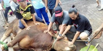 Kurban Di Tengah Wabah PMK, Menteri Pertanian Ungkap Bagian Yang Tidak Boleh Di Makan