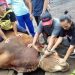 Kurban Di Tengah Wabah PMK, Menteri Pertanian Ungkap Bagian Yang Tidak Boleh Di Makan