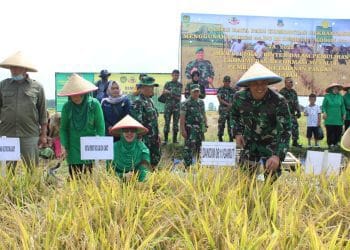 Dandim 0611/Garut Panen Raya Padi Variatas Cakrabuana Dengan Bios 44 DC di Demplot Kodim Garut
