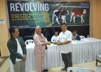 Revolving Solusi Tingkatkan Populasi KPGS Terus Kembangkan Sapi Bantuan