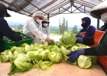 McDonald’s Indonesia Berikan BPJS Ketenagakerjaan untuk Mitra Petani Lokal  di Jawa Barat, Perkuat Perlindungan dan Kesejahteraan Sosial