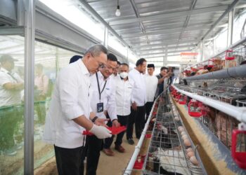 Menko Pangan RI Panen Brokoli hingga Ayam Petelur di Rumah Pangan PNM